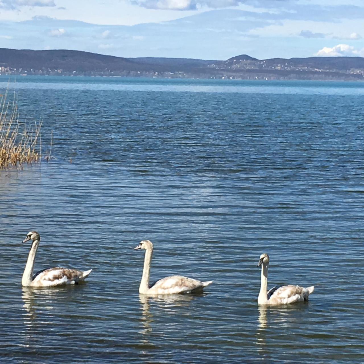 Beach Resident Balatonszárszó Eksteriør bilde